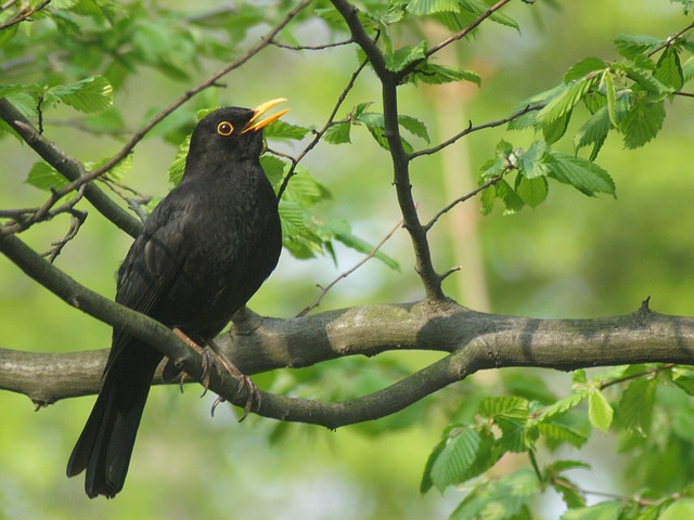 amsel_640